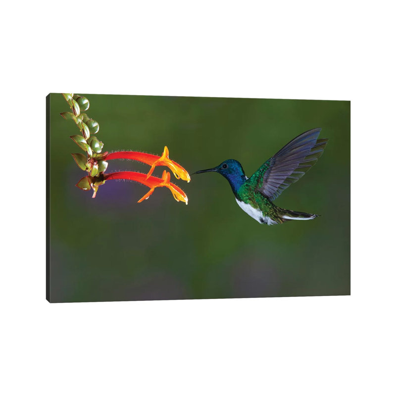 Costa Rica. White-necked Jacobin Hummingbird. by Jaynes Gallery - Wrapped Canvas Print, 152.5 cm H x 101.5 cm W