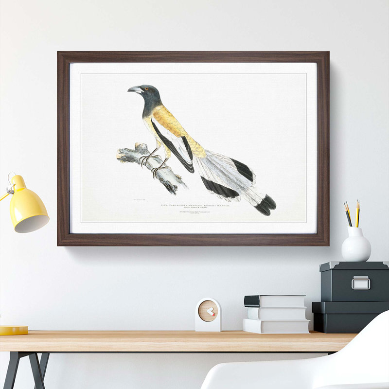 Rufons Magpie by John Edward Gray - Picture Frame Graphic Art Print, Walnut, 50cm H x 76cm W x 2cm D