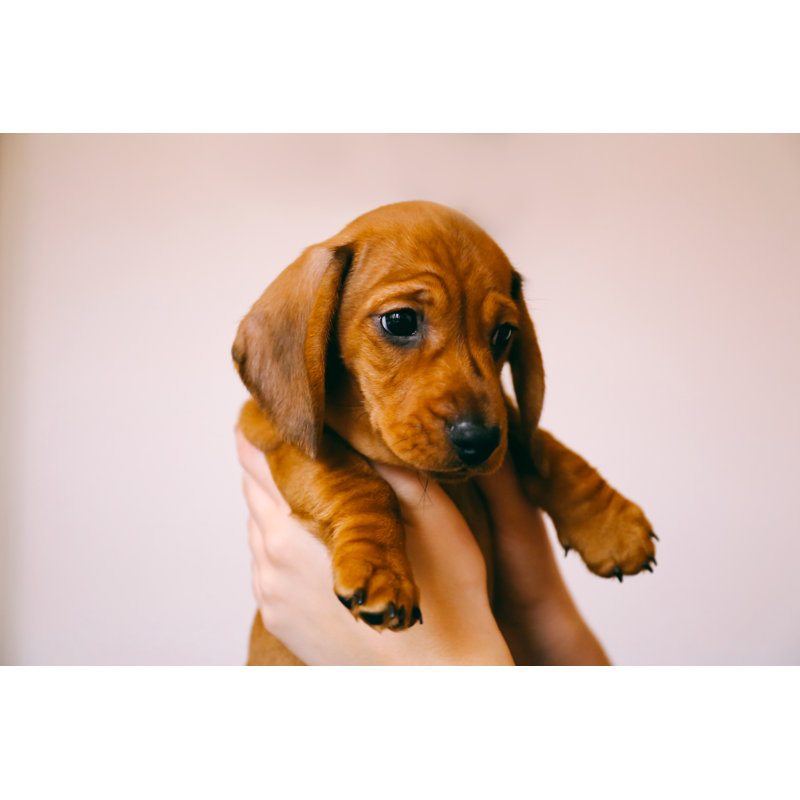 Dachshund Puppy by Alena Kravchenko - Wrapped Canvas Print, 20cm H x 30cm W x 3.8cm D