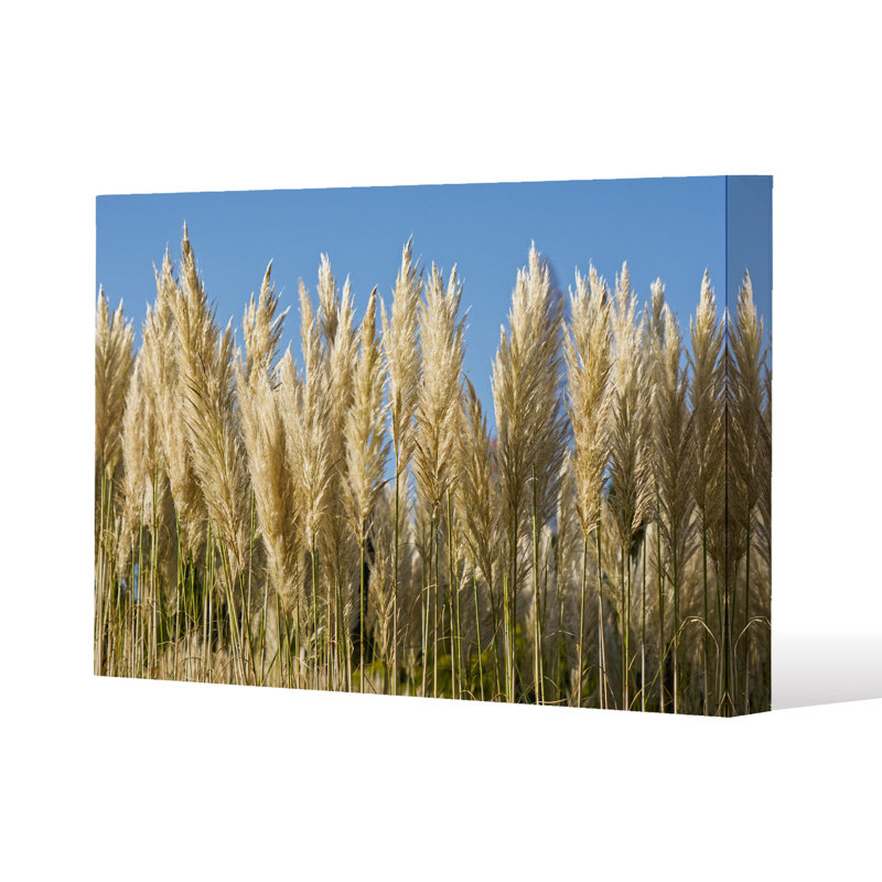 Pampus Grass Slim Style Canvas Print, 15mm Slim Real wood., 20 cm H x 30 cm W