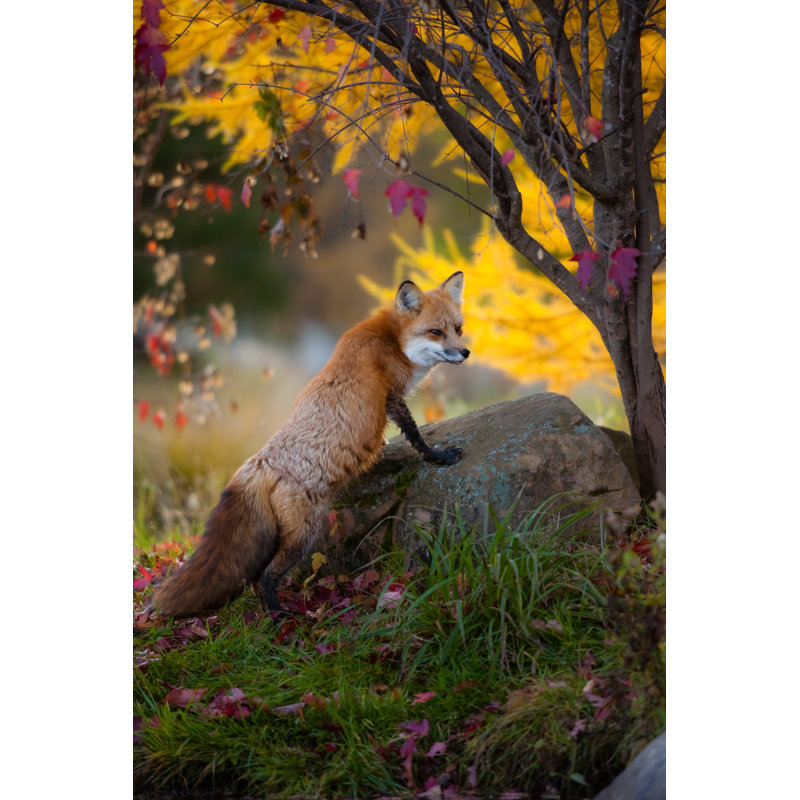 Fox by Magda Jentgen - Wrapped Canvas Print, 91cm H x 61cm W