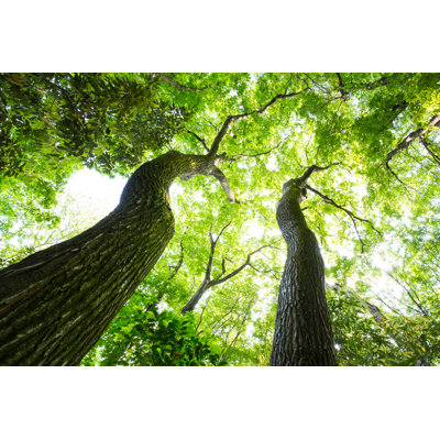 Trees 1 Piece Wrapped Canvas Wall Art