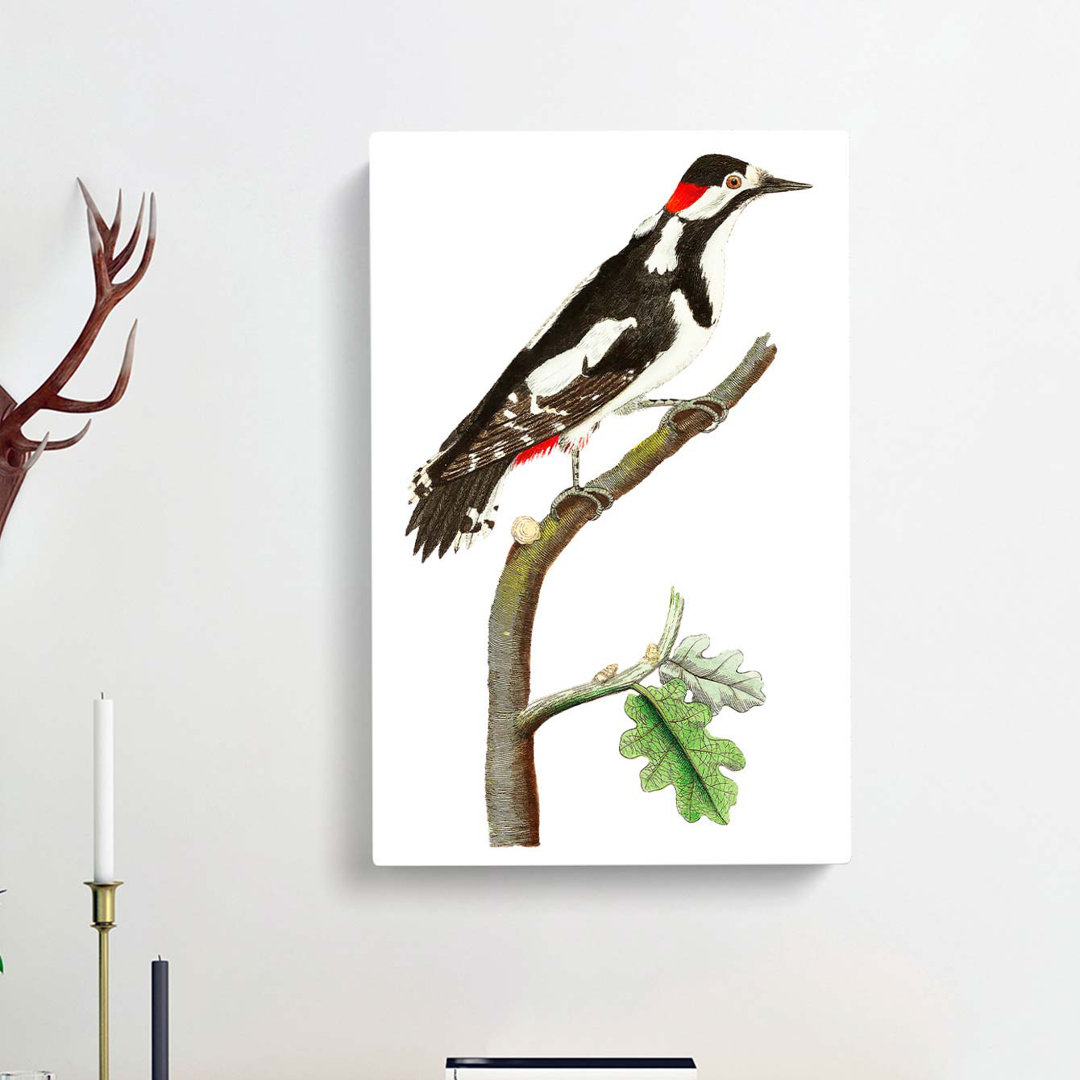 Great-Spotted Woodpecker by George Shaw - Wrapped Canvas