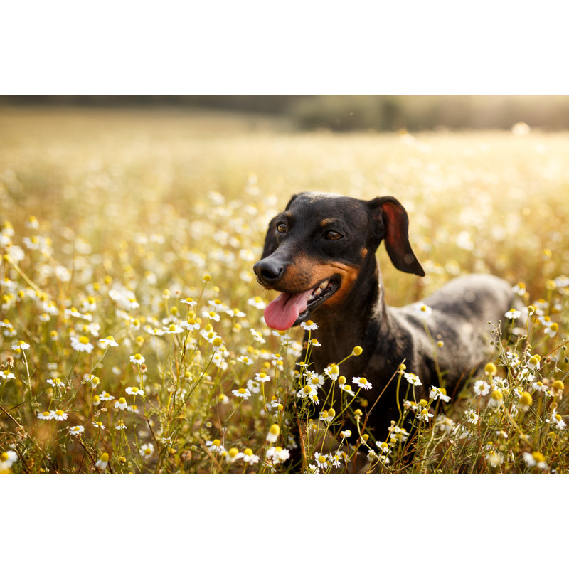 Happy Dog by Capuski - Wrapped Canvas Print, 30cm H x 46cm W