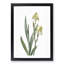 Lemon-yellow Iris Flowers by Pierre-Joseph Redoute - Picture Frame Painting Print-55582554-55582555