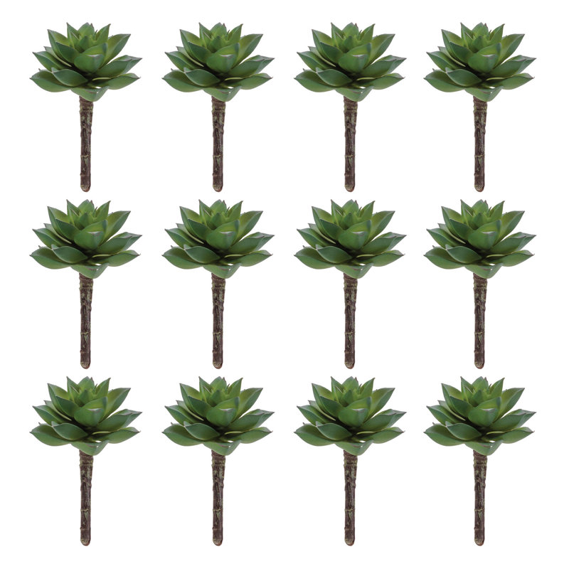 Plante grasse