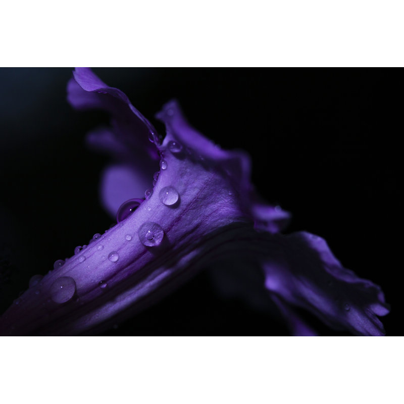 «Purple Flower» par - Photographie sur toile tendue, H 8 po x l 12 po