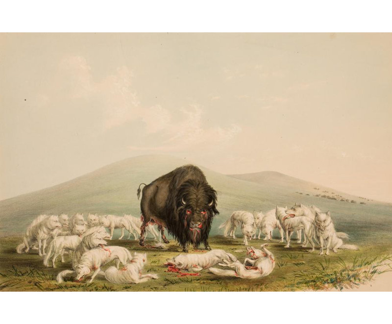 «Buffalo Hunt, White Wolves Attacking a Buffalo bull» par George Catlin, reproduction d'art sur toile tendue