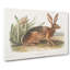 Californian Hare by J.W. Audubon - Wrapped Canvas-55371382
