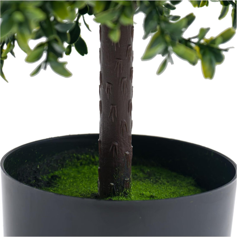 50cm Plant