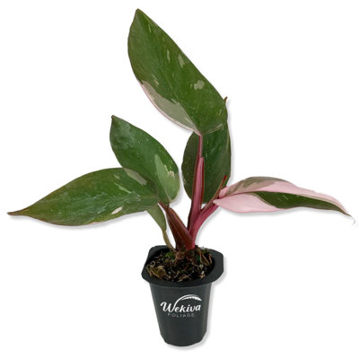 Pink Princess Philodendron - Live Starter Plant in a 2 Inch Pot - Philodendron Erubescens Pink Princess - Extremely Rare Indoor Houseplant