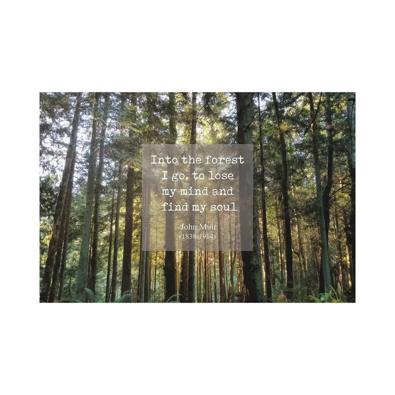 Into The Forest by MScottPhotography - Wrapped Canvas Print, 20.32 cm H x 30.48 cm W