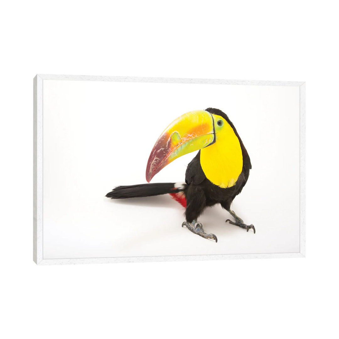 A Keel-Billed Toucan At Tracy Aviary von Joel Sartore - Gallery-Wrapped Canvas Giclée on Canvas