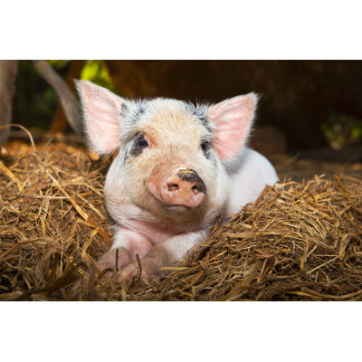 " Sleepy Piglet " by David V