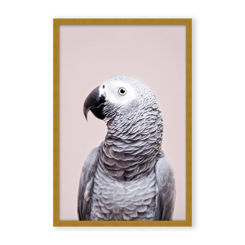 Nature Inspired African Gray by  - Picture Frame Photograph on Paper, 36" H x 24" W x 2.375" D, Framed Canvas, White