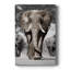Patriarche du Botswana - Cavas enveloppés de galerie-2070416840