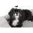 Orthopedic Polyester Pet Bed-102079369
