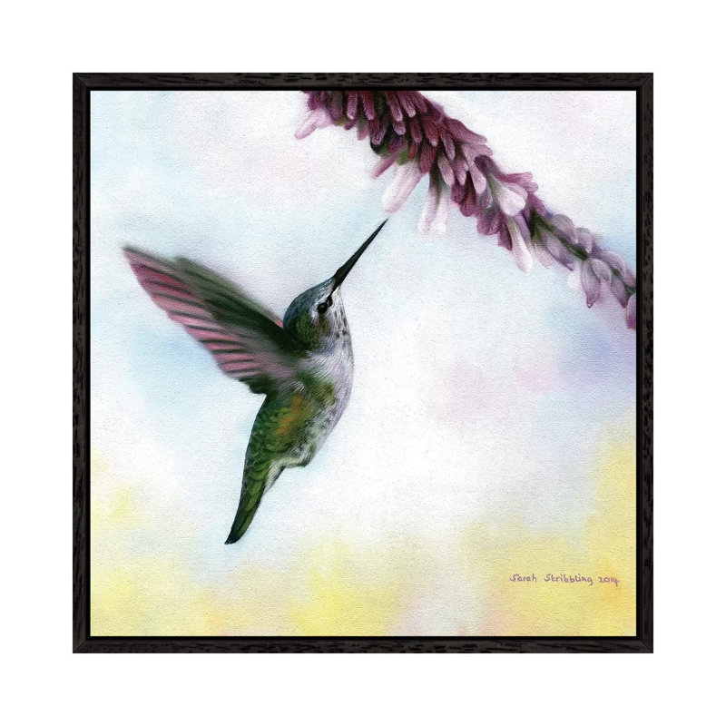 Anna's Hummingbird by Sarah Stribbling - Gallery-Wrapped Canvas Giclée on Canvas, 45.72 cm H x 45.72 cm W, Black Framed