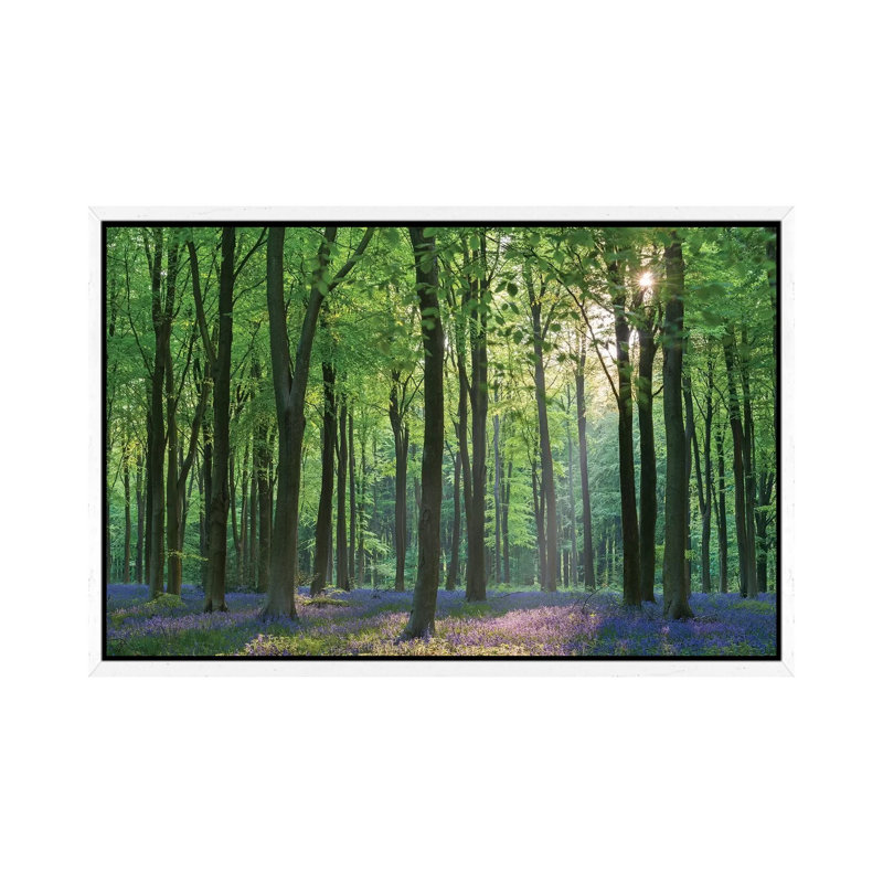 Bluebell Forest II by Adam Burton - Print on Canvas, White Framed, 66.04cm H x 101.6cm W x 3.81cm D