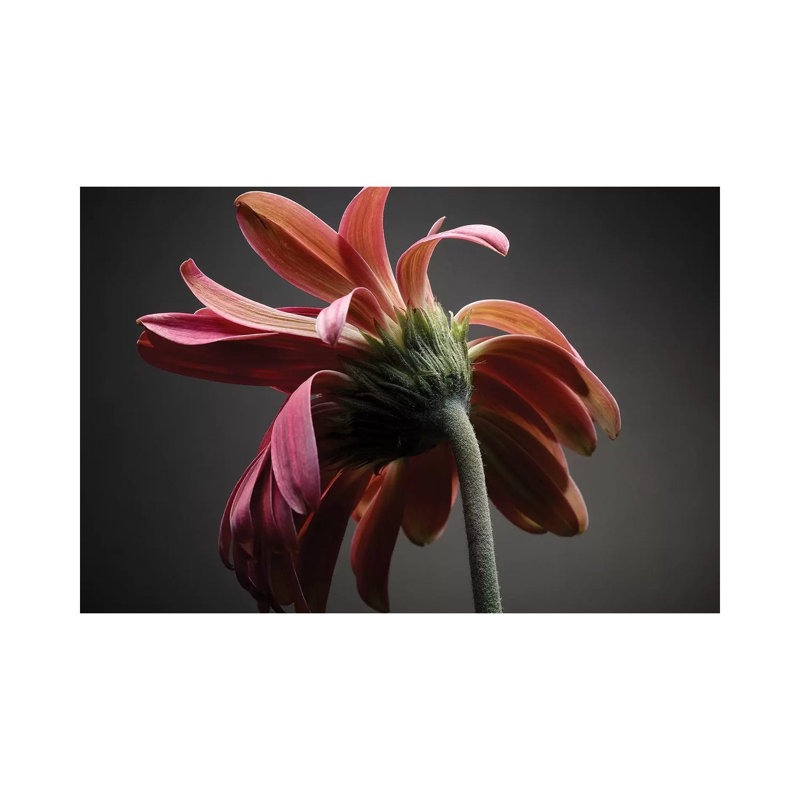 Studio Flowers IV by James McLoughlin - Wrapped Canvas Print, 20.32 cm H x 30.48 cm W