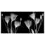«Gentian Xray» par Albert Koetsier - reproduction de photo non encadrée sur verre