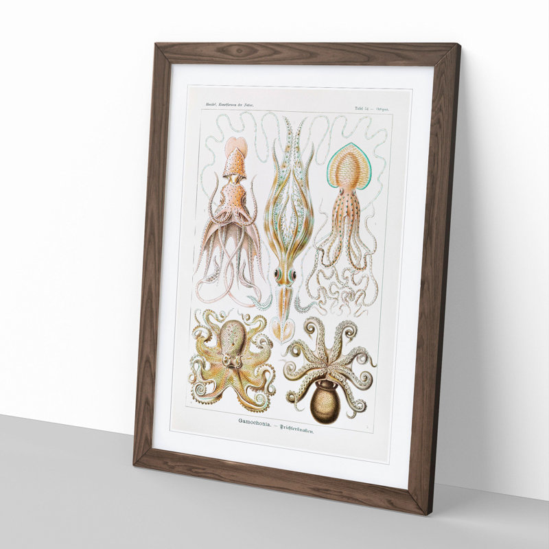 Octopus and Squid by Ernst Haeckel - Picture Frame Painting, Walnut Framed, 65cm H x 48cm W x 2cm D