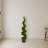 Cypress Spiral Tree-16395562
