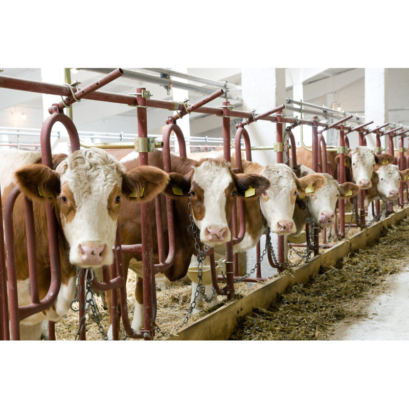 Cows In The Farm by Perets - No Frame Print on Canvas, 20cm H x 30cm W