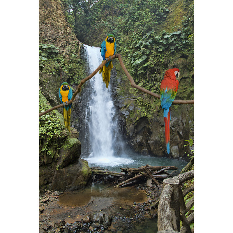 Lapaz Waterfall And Macaws - Wrapped Canvas Print, 46cm H x 30cm W x 3.8cm D