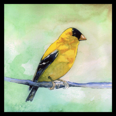 " Goldfinch " by Sean Parnell