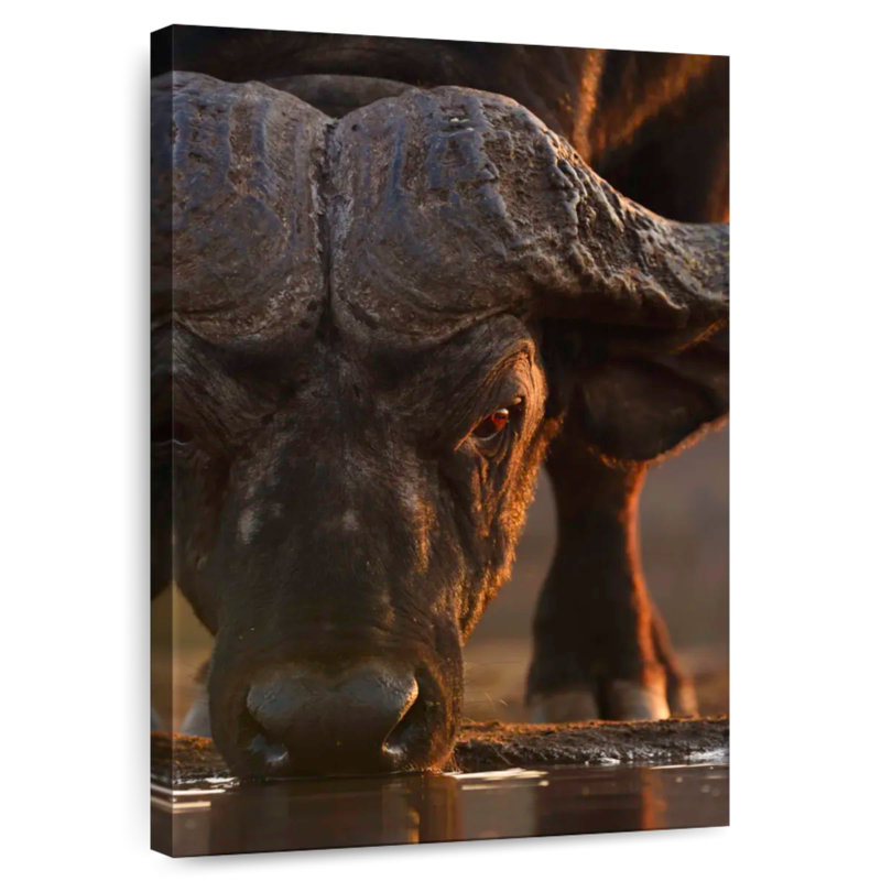 Brampt buvant à Cape Buffalo, H 30 po x l 20 po