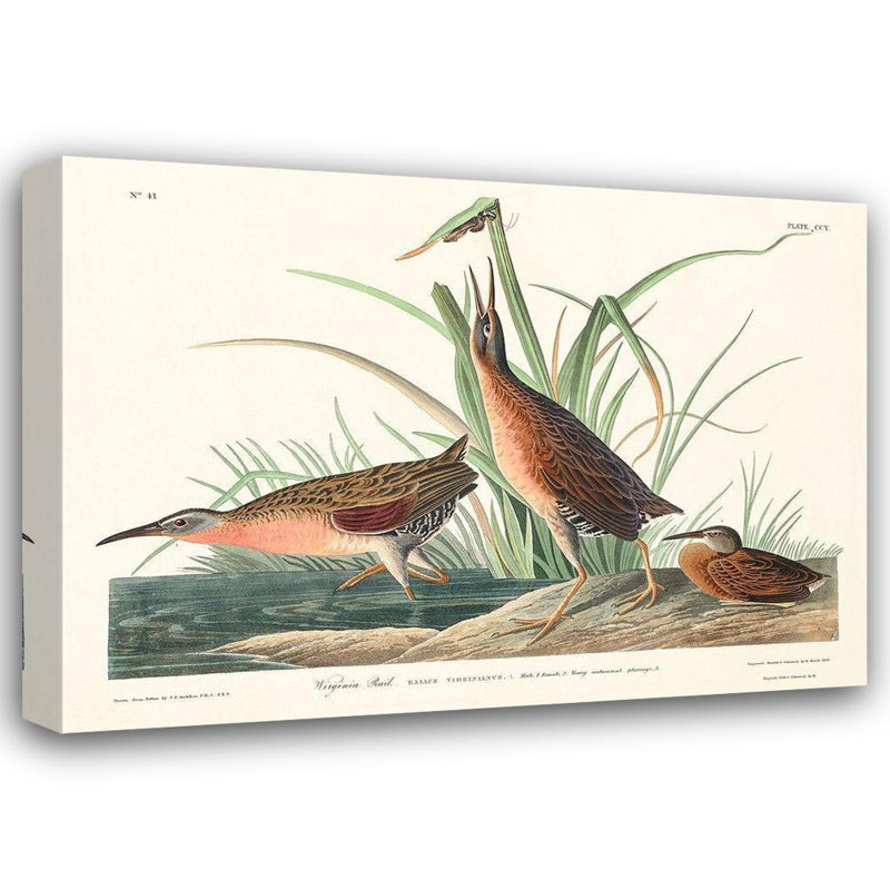 «Lark Manor» Audubon, John James Gallery, art sur toile tendue: Virginia Rail 53604, H 14 po x l 18 po