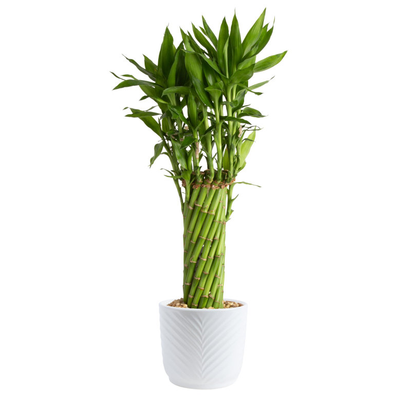 Bamboo Plant in Planter