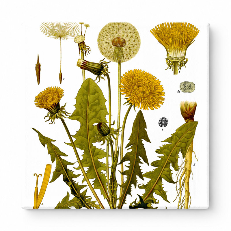 Taraxacumofficine (pissenlit) - plantes de Kouchler (1887) - art mural carré sur toile, 16" W x 16" H