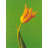 Tulip-1097084321
