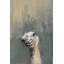 Sisto «Oh Ostrich», reproduction sur toile tendue-27175518