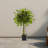 Ficus Silk Tree