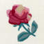 Silken Rose Pillow Cover 20x20 Inch