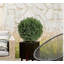 23.6cm Plant