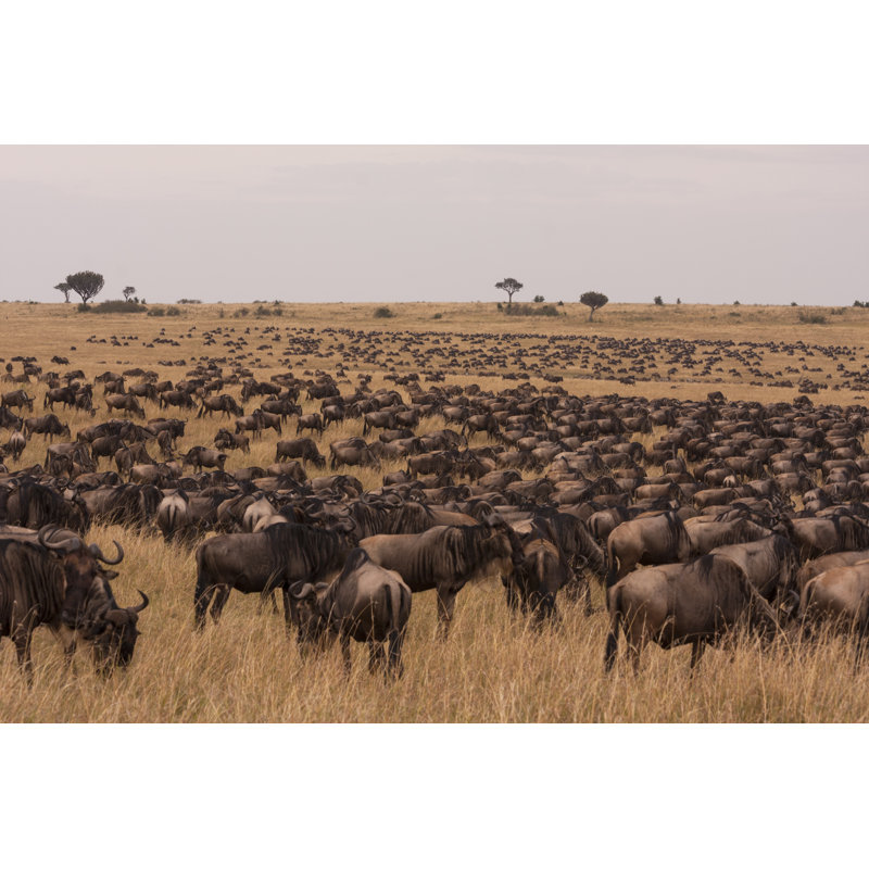Odriscoll Wildebeests Of Masai Mara - Wrapped Canvas Print, 30cm H x 46cm W 3.8cm D