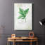 Basilic frais - galerie Cavas-1060095193