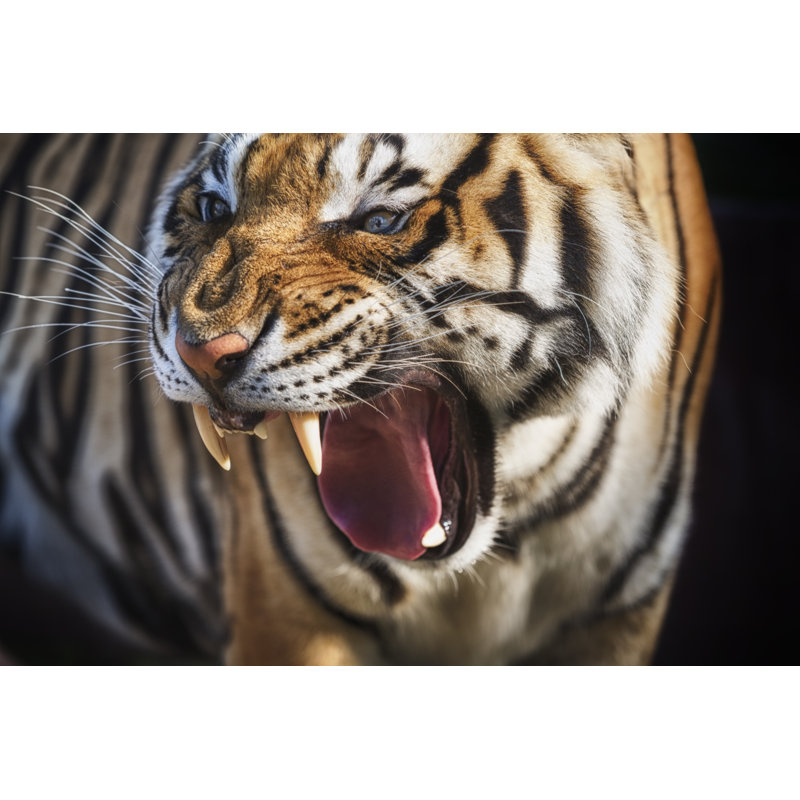 Tiger by Tunart - Wrapped Canvas Print, 81cm H x 122cm W x 3.8cm D