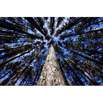 Pine Forest - Wrapped Canvas Print