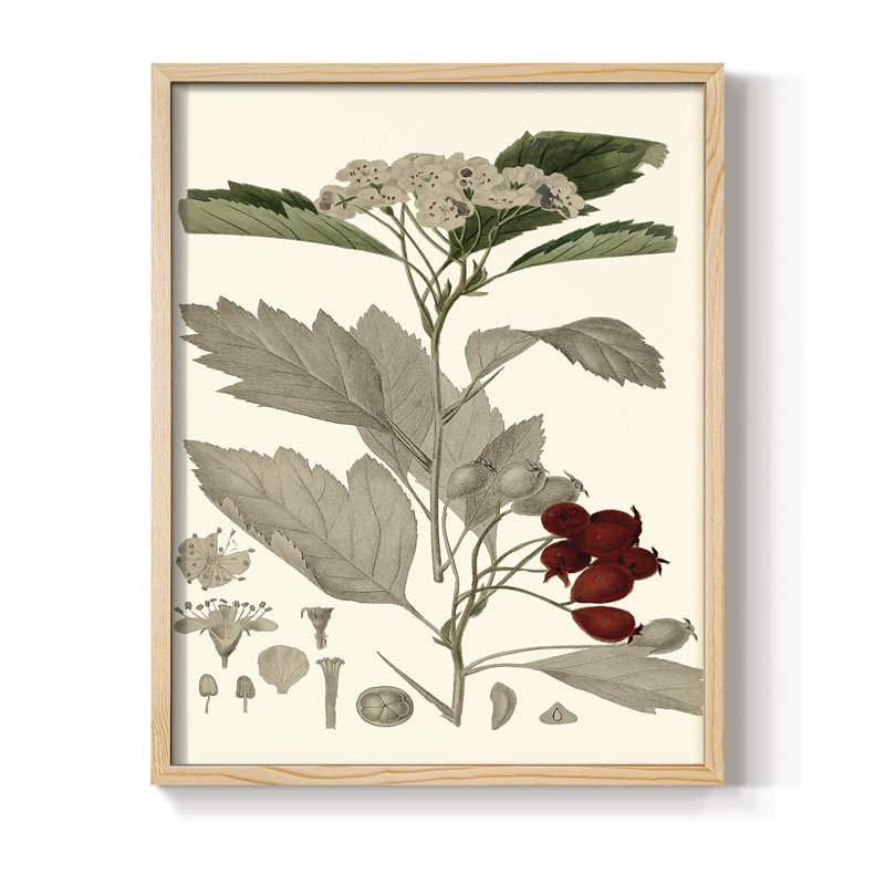 Leaves & Berries I Framed Print - Solid Wood, 30" H x 24" W