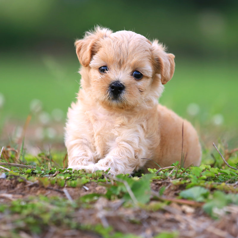 «Cute Poodle Puppy» par Pcht - Photographie sur toile tendue, H 20 po x l 20 po