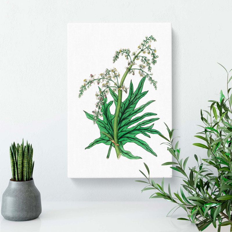 Chinese Rhubarb Illustration - Wrapped Canvas Painting, 50cm H x 35cm W x 3cm D