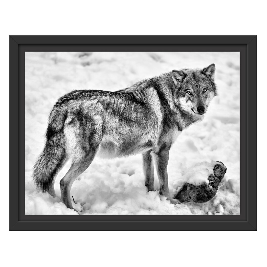 Gerahmtes Poster Prächtiger Wolf im Schnee