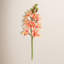 OPEN CYMBIDIUM ORCHID STEM