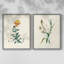Traditional Botanical III - reproduction encadrée de qualité supérieure - prête à être accrochée - aucun clou requis - aucun clou requis-107997312-107997317
