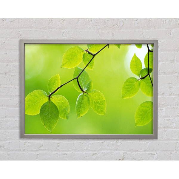 Ebern Designs Branch With Green Leaves In The Sun - Single Picture ...